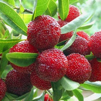 Myrica Rubra 8 Seeds, Chinese Strawberry Edible Fruit Tree Japanese Bayberry
