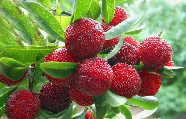 japanese strawberry seeds Myrica Rubra 8 Seeds, Chinese Strawberry Edible Fruit Tree Japanese Ba