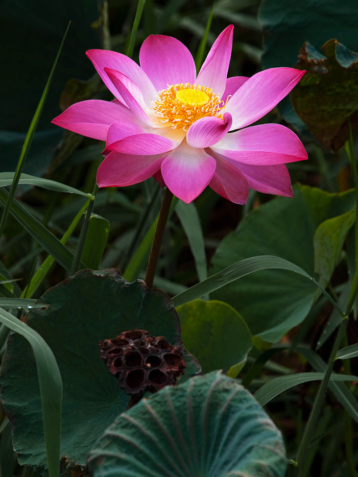 Nelumbo Nucifera 5 Seeds, Fun Aquatic Pond Water Plants, Pink Lotus