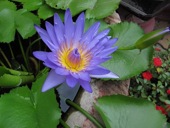Nymphaea Nouchali 15-2000 Seeds, Perennial Blue Water Lily, Aquatic St