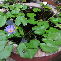 Nymphaea Nouchali 15-2000 Seeds, Perennial Blue Water Lily