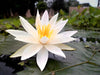 Nymphaea Pubescens White 15/500/2000 Seeds, Hairy Water Lily