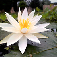 Nymphaea Pubescens White 15/500/2000 Seeds, Hairy Water Lily