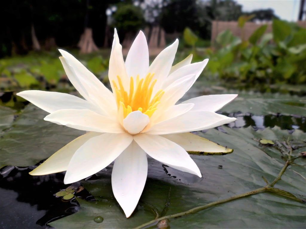 Nymphaea Pubescens White 15/500/2000 Seeds, Hairy Water Lily