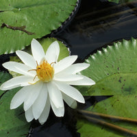 Nymphaea Pubescens White 15/500/2000 Seeds, Hairy Water Lily