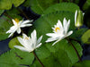 Nymphaea Pubescens White 15/500/2000 Seeds, Hairy Water Lily