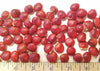 Ormosia Hosiei Tree 2 Seeds, Rare Hung Tou Mu Protected Prised Chinese Timber