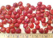 Ormosia Hosiei Tree 2 Seeds, Rare Hung Tou Mu Protected Prised Chinese Timber