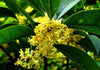 Osmanthus Fragrans Yellow 5 Seeds, Very Fragrant Sweet Olive, Cold Hardy Tree Shrub