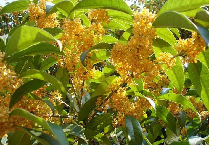 Osmanthus Fragrans Yellow 5 Seeds, Very Fragrant Sweet Olive, Cold Hardy  Tree Shrub