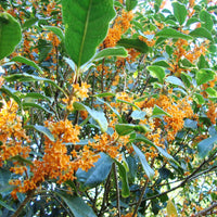 Osmanthus Fragrans Orange 5 Seeds, Fragrant Sweet Olive Tree Shrub, Cold Hardy