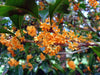 Osmanthus Fragrans Orange 5 Seeds, Fragrant Sweet Olive Tree Shrub, Cold Hardy