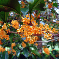 Osmanthus Fragrans Orange 5 Seeds, Fragrant Sweet Olive Tree Shrub, Cold Hardy