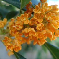 Osmanthus Fragrans Orange 5 Seeds, Fragrant Sweet Olive Tree Shrub, Cold Hardy