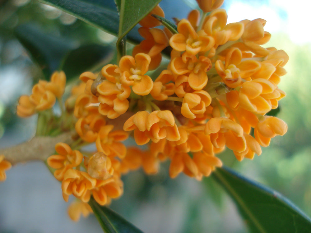 osmanthus fragrans flowering plant seeds Osmanthus Fragrans Orange 5 Seeds, Fragrant Sweet Olive Tree Shrub, Cold  Hardy