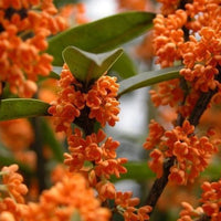 Osmanthus Fragrans Orange 5 Seeds, Fragrant Sweet Olive Tree Shrub, Cold Hardy