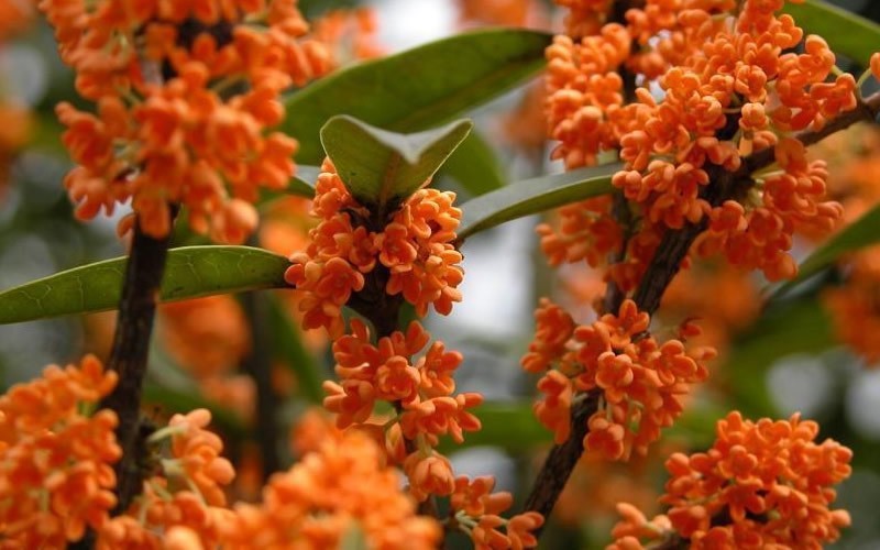 絵画 Osmanthus fragrans Osmanthus Fragrans Orange 5 Seeds, Fragrant Sweet Olive Tree Shrub