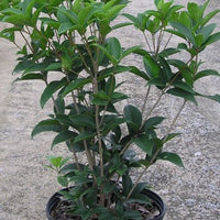 Osmanthus Fragrans Orange 5 Seeds, Fragrant Sweet Olive Tree Shrub, Cold Hardy