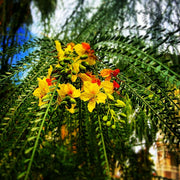 Parkinsonia Aculeata 20/100/500 Seeds, Mexican Palo Verde Tree, Jerusalem Thorn