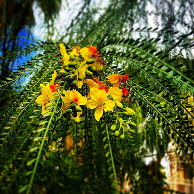 Parkinsonia Aculeata 20/100/500 Seeds, Mexican Palo Verde Tree, Jerusalem Thorn
