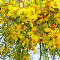 Parkinsonia Aculeata 20/100/500 Seeds, Mexican Palo Verde Tree, Jerusalem Thorn