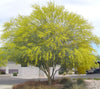 Parkinsonia Aculeata 20/100/500 Seeds, Mexican Palo Verde Tree, Jerusalem Thorn