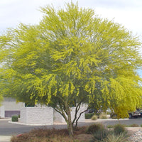 Parkinsonia Aculeata 20/100/500 Seeds, Mexican Palo Verde Tree, Jerusalem Thorn