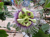 Passiflora Edulis Golden Giant Vine 10 Seeds, Perennial Passion Fruit Climber