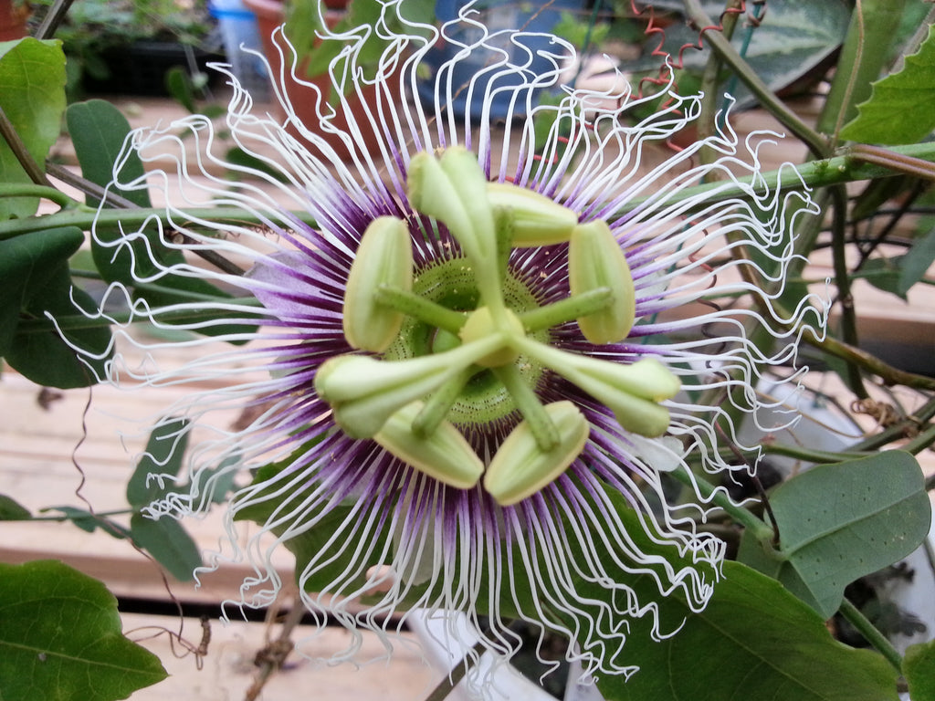 Passiflora Edulis Golden Giant Vine 10 Seeds, Perennial Passion Fruit Climber