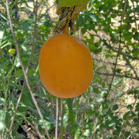 Passiflora Edulis Golden Giant Vine 10 Seeds, Perennial Passion Fruit Climber