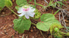 Passiflora Foetida Vine 10 Seeds, Edible Stinking Love In A Mist Passion Fruit