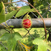 Passiflora Foetida Vine 10 Seeds, Edible Stinking Love In A Mist Passion Fruit