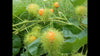 Passiflora Foetida Vine 10 Seeds, Edible Stinking Love In A Mist Passion Fruit
