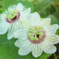 Passiflora Foetida Vine 10 Seeds, Edible Stinking Love In A Mist Passion Fruit