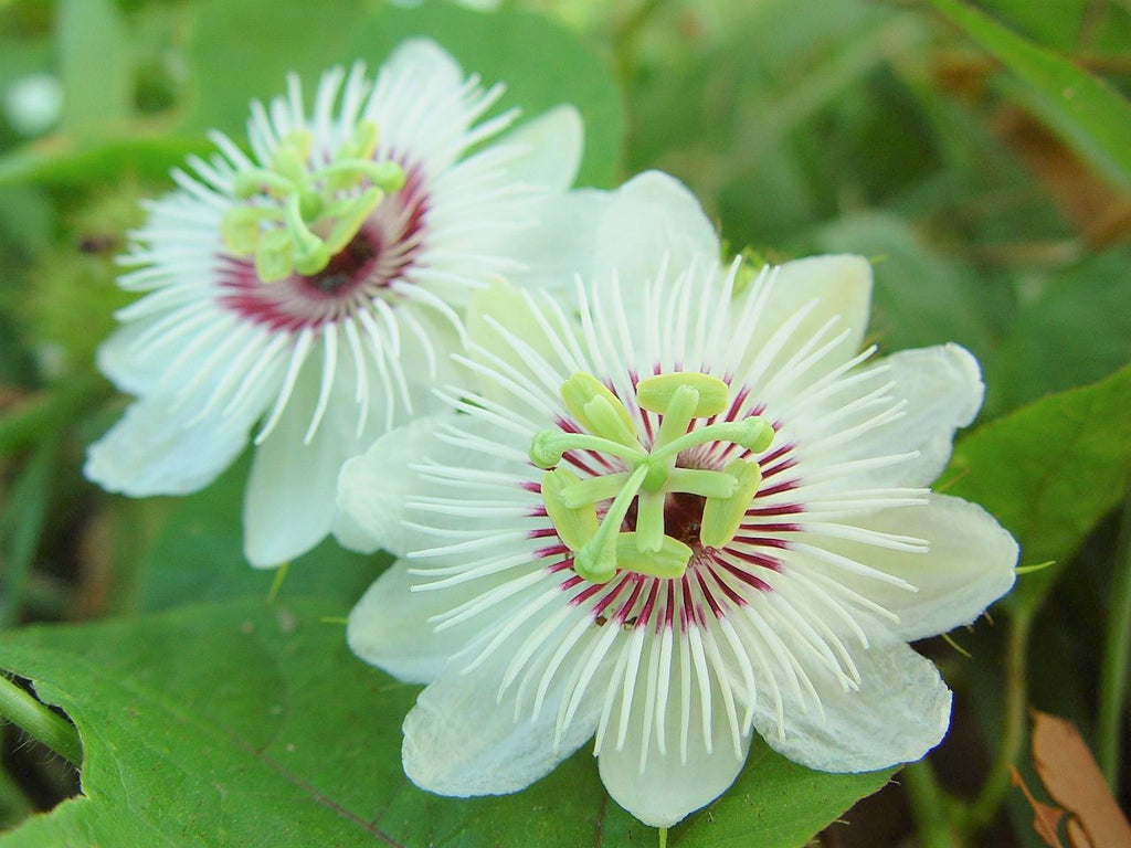 Passiflora Foetida Vine 10 Seeds, Edible Stinking Love In A Mist Passi ...