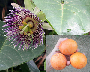 planting granadilla seeds 10 SWEET GRANADILLA Yellow Passionfruit Grenadia Sugar Fruit Passiflora Ligularis Huge Purple & White Flower Yellow Orange Fruit Vine Seeds