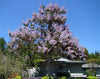 Paulownia Fortunei 200+ Seeds, Edible Flowering Princess Tree