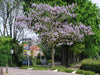 Paulownia Fortunei 200+ Seeds, Edible Flowering Princess Tree