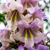 Paulownia Fortunei 200+ Seeds, Edible Flowering Princess Tree