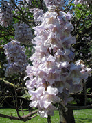 Paulownia Fortunei 200+ Seeds, Edible Flowering Princess Tree