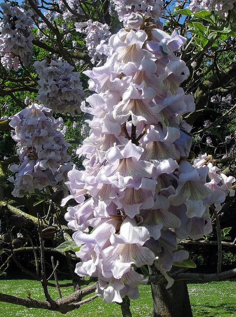 royal empress tree bonsai Paulownia Fortunei 200+ Seeds, Edible Flowering Princess Tree, Fast Gr