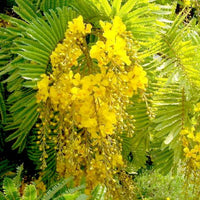 Peltophorum Pterocarpum Tree 10/100/500 Seeds, Fragrant Flowering Ferrugineum Copper Pod