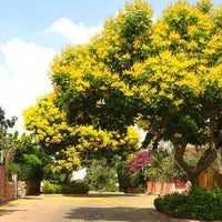 Peltophorum Pterocarpum Tree 10/100/500 Seeds, Fragrant Flowering Ferrugineum Copper Pod