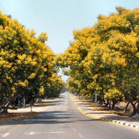 Peltophorum Pterocarpum Tree 10/100/500 Seeds, Fragrant Flowering Ferrugineum Copper Pod