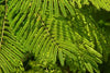 Peltophorum Pterocarpum Tree 10/100/500 Seeds, Fragrant Flowering Ferrugineum Copper Pod