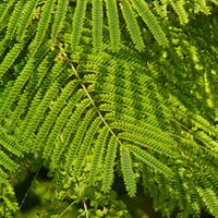 Peltophorum Pterocarpum Tree 10/100/500 Seeds, Fragrant Flowering Ferrugineum Copper Pod