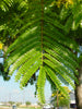 Peltophorum Pterocarpum Tree 10/100/500 Seeds, Fragrant Flowering Ferrugineum Copper Pod