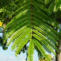 Peltophorum Pterocarpum Tree 10/100/500 Seeds, Fragrant Flowering Ferrugineum Copper Pod