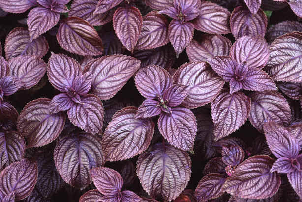 beefsteak plant seeds Perilla Frutescens 50/500 Seeds, Edible Shiso Vegetable Medicinal Beefsteak  Herb