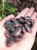 Phaseolus Coccineus Vine 10/50 Seeds, Scarlet Emperor Runner Bean Non-GMO